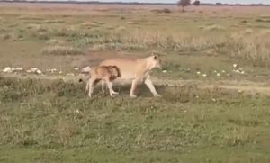 Nesvakidašnja scena: Lavica vodi mladunče gnua i vraća ga njegovom krdu VIDEO