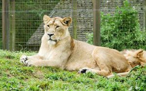 Pokušao ukrasti mladunče: Muškarac poginuo u zoološkom vrtu, lavovi ga rastrgali