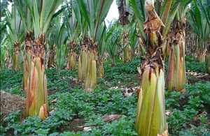 Afrička „lažna banana“, superhrana budućnosti