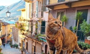 Vjerovali ili ne: Mačka iz BiH najpopularnija u svijetu, ima čak i svoj kalendar