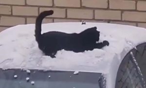 Sjajna zabava na hladnom bijelom pokrivaču: Upoznajte crnu mačku koja voli snijeg VIDEO