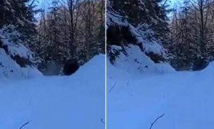 Neprijatan susret sa šumskom zvijeri: Lovac vidio i snimio medvjeda u BiH VIDEO
