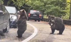 Simpatičan susret! Medvjedi naišli na kolonu automobila pa vozačima “davali pet” VIDEO
