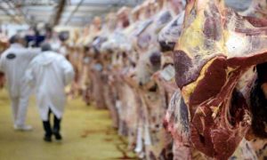 Zbog afričke kuge: Zabranjen uvoz svinjskog mesa iz Sjeverne Makedonije i dijela Srbije