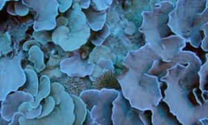 Važno otkriće: Naučnici pronašli divovski, zdravi koralni greben u obliku ruže VIDEO