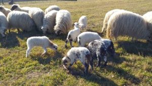 Ni dobra potražnja ne spasava ovčarstvo: Farmeri u problemu zbog visokih cijena stočne hrane