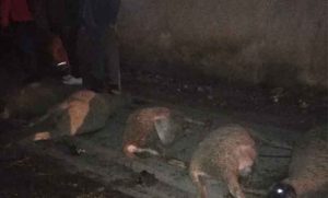 Bizarna saobraćajka! “Golfom” uletio u stado ovaca, usmrtio 17 životinja i pobjegao