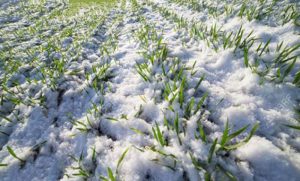 Kakve će biti posljedice? Proljetni mraz pomrsio račune poljoprivrednicima u BiH