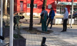 Nevjerovatna scena u Mostaru: Htjeli iščupati i prodati gradsku palmu – postavili oglas FOTO