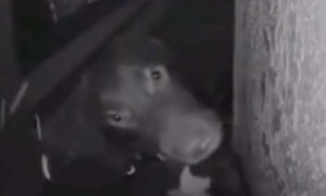 Urnebesan snimak hit interneta: Pas nakon šetnje zvoni vlasnicima da mu otvore vrata