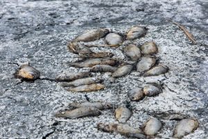 U Grčkoj od hladnoće uginulo oko 50 tona ribe
