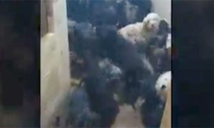 U stanu pronađeno 120 pasa: Iz očaja jeli sopstveni izmet i novorođene štence VIDEO