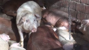 U Sjevernoj Makedoniji potvrđena pojava afričke svinjske kuge