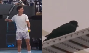 Zanimljiva scena na teniskom meču: Gavran glasno graktao, teniser ga gađao lopticom VIDEO