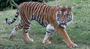 Krijumčarenje velikih mačaka: Zaustavili vozilo zbog prekršaja pa u njemu pronašli tigra