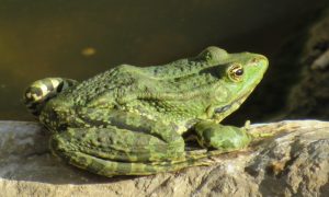 Dnevna doza humora: Malo zelena