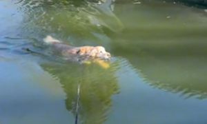 Od lagane šetnje do uzbudljive igre: Zlatni retriver ugledao patke pa skočio u vodu VIDEO