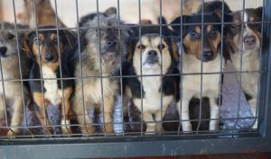 Odaberite kućnog ljubimca: Iz azila na Manjači udomljena 34 psa