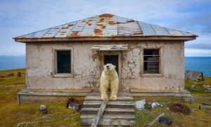 Kuće dobile nove stanovnike: Nakon što su ljudi otišli, medvjedi se naselili VIDEO