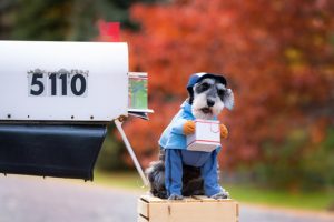 Prva u svijetu: U Moskvi počela da radi pseća pošta