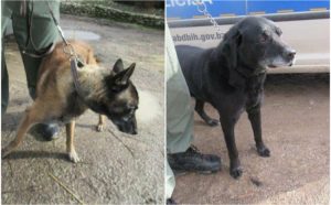 Traže nove domove nakon časne službe: Dva policijska psa otišla u “penziju”