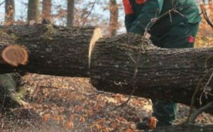 Detalji nesreće u šumi: Stablo palo na čovjeka i usmrtilo ga u prisustvu sina