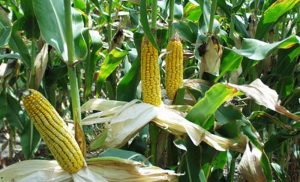 Palo do 25 litara po metru: Kiša stigla u pravo vrijeme za kukuruz