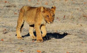 Odlazi iz Crne Gore: Mladunče lava čeka premještaj u Afriku
