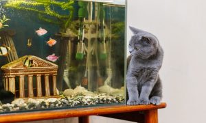 Pogled sve govori: Vlasnica nabavila akvarijum pun ribica, mačka oduševljena VIDEO