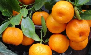 Treba se držati preporučene doze: Nemojte pretjerati sa mandarinama