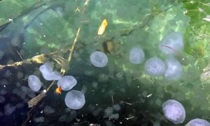 Aurelia pseudosolida: Potvrđena nova vrsta meduze koja je pronađena u Hrvatskoj