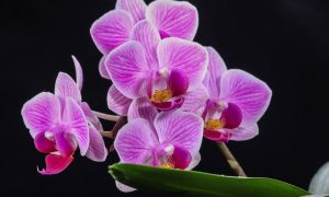 Višak vode može da izazove pojavu gljivica: Kako da spasite orhideju