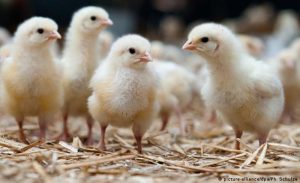 Otkriven soj ptičjeg gripa: Holandija uništava više od 200.000 pilića
