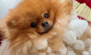Pomeranac kao grudva snijega! Video preslatkog psa pregledan više od 13 miliona puta