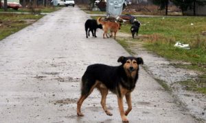 Nanijeli teške tjelesne povrede: Psi lutalice izgrizli muškarca