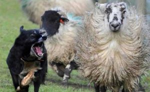 Ubio pse koji su mu davili ovce: Otac optužen zajedno sa sinom