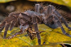 Neobično otkriće policije: U jednom stanu osim droge pronađene tarantule, škorpije i bradati zmajevi