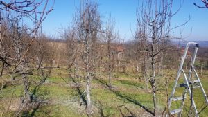 Mandić očekuje dobar prinos: Niske temperature tokom marta pogodne za voćnjake