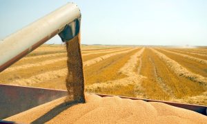 Rekordna žetva žitarica u Rusiji