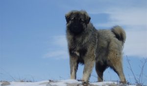 Vlasnik uhapšen: Šarplaninac izujedao čovjeka van dvorišta