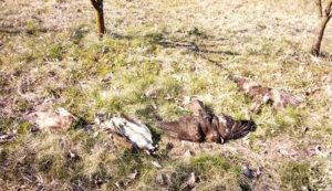Pomor životinja u Srbiji: Rijetke ptice otrovane pesticidom