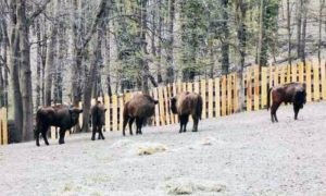 Rijetke veličanstvene životinje: Evropski bizoni poslije nekoliko vijekova ponovo na Fruškoj gori