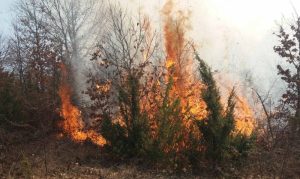 Bio neoprezan i napravio problem: Palio korov, pa izazvao šumski požar