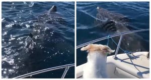 Nesvakidašnji prizor: Plovio Istrom, pa ispod broda ugledao ogromnog morskog psa VIDEO