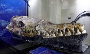 Stara čak 36 miliona godina: Otkrivena lobanja morskog čudovišta u Peruu