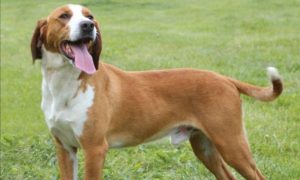 “Policija za pse” uskoro u Banjaluci: Obezbijediće povećan nadzor nad napuštenim psima