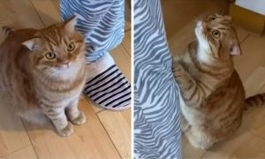 Uvijek je zabavno sa kućnim ljubimcima: Snimak mačke koja moli za hranu postao hit VIDEO