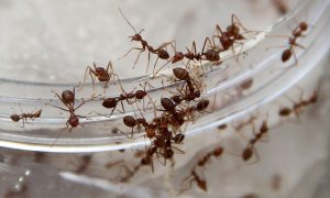 Penzionerka pojela zaraženog mrava: Simptomi se pojavljuju tek nakon par godina