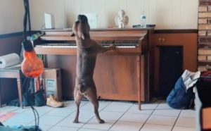Pas svira klavir i pokušava pjevati, prizor je urnebesan VIDEO