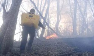 Gorjelo oko 500 dunuma šume: Vatrogasci se oko pet sati borili sa vatrom